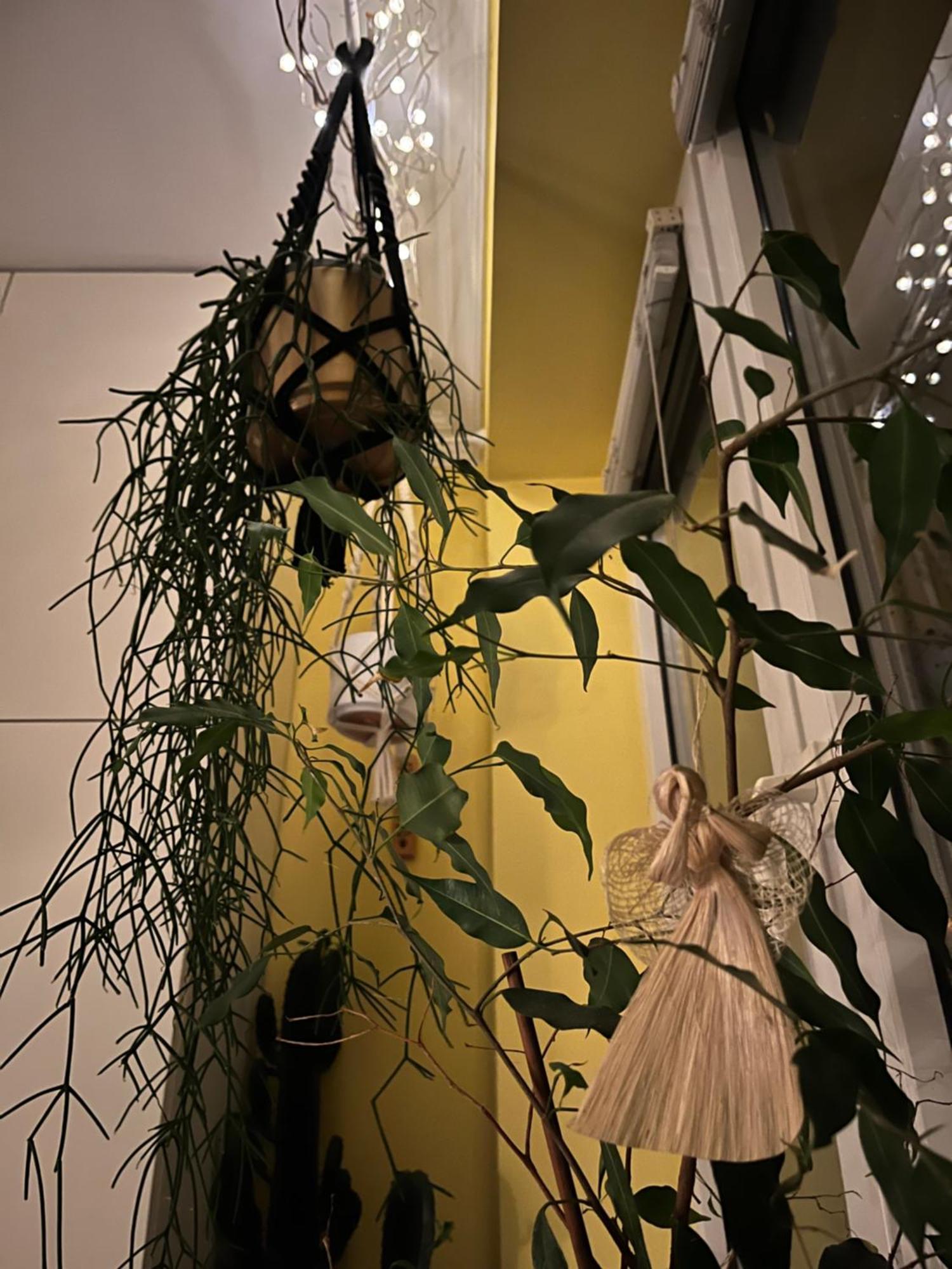 Greenthumb Praska Krakkó Kültér fotó